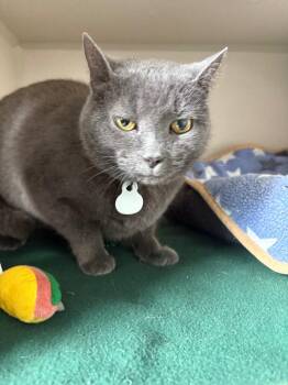 Domestic Short Hair Cats Available for Adoption - Tabby | PetCurious