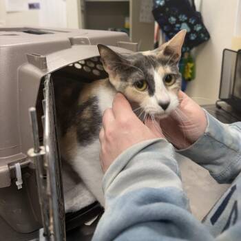 Domestic Short Hair Cats Available for Adoption in Pekin, Illinois - Biscuit | PetCurious