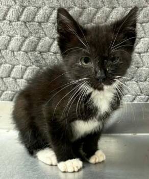 Domestic Short Hair Cats Available for Adoption in Lampasas, Texas - Kevin | PetCurious