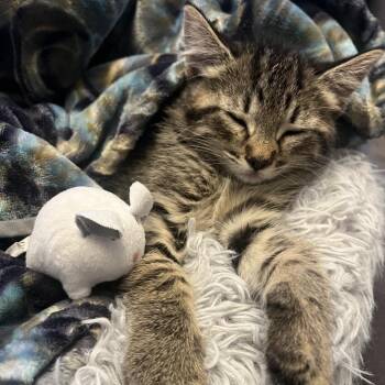 Garrett -  Domestic Short Hair Cat for Adoption in Washougal, Washington - Garrett | PetCurious