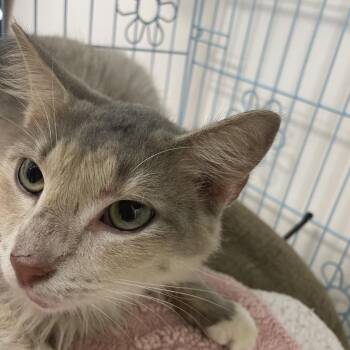 La Quinta -  Domestic Medium Hair Cat for Adoption in Brownsboro, Alabama - La Quinta | PetCurious
