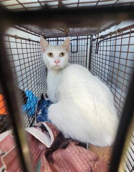 A824068 -  Domestic Short Hair Cat for Adoption in San Antonio, Texas - A824068 | PetCurious