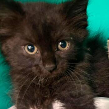Bernie -  Domestic Medium Hair Cat for Adoption in Edwardsville, Illinois - Bernie | PetCurious
