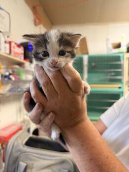 Turkey -  Domestic Short Hair Cat for Adoption in Topeka, Kansas - Turkey | PetCurious