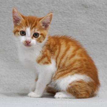 Oroville -  Domestic Short Hair Cat for Adoption in Sunnyvale, California - Oroville | PetCurious