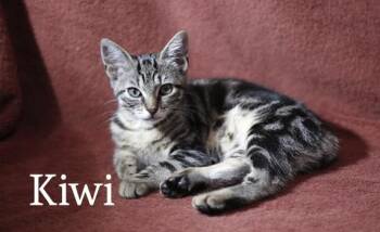 Tabby Cats Available for Adoption - Kiwi | PetCurious