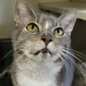 Randy -  Domestic Short Hair Cat for Adoption in Park Falls, Wisconsin - Randy | PetCurious