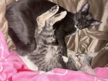 Rescue Domestic Short Hair Cats for Adoption in Santa Ana, California - Moxie And Polly | PetCurious