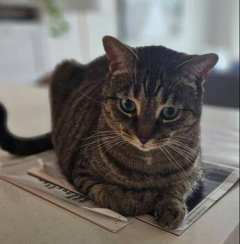 Rescue Domestic Short Hair Cats for Adoption in Mississauga, Ontario - Elune | PetCurious