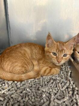 Simon -  Domestic Short Hair Cat for Adoption in Providence Forge, Virginia - Simon | PetCurious