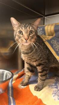 Grisou -  Domestic Short Hair Cat for Adoption in Montreal, Quebec - Grisou | PetCurious
