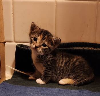 Rescue Domestic Short Hair Cats for Adoption in Hot Springs, Arkansas - Skeeter | PetCurious