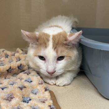 Piccadilly -  Domestic Short Hair Cat for Adoption in Evanston, Illinois - Piccadilly | PetCurious
