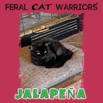 Jalapena -  Domestic Medium Hair Cat for Adoption in Kingman, Arizona - Jalapena | PetCurious