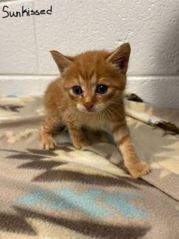 Domestic Short Hair Cats Available for Adoption in Spruce Pine, North Carolina - Sunkist | PetCurious
