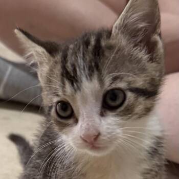 Theodore -  Domestic Short Hair Cat Available for Adoption in South Miami, Florida - Theodore | PetCurious