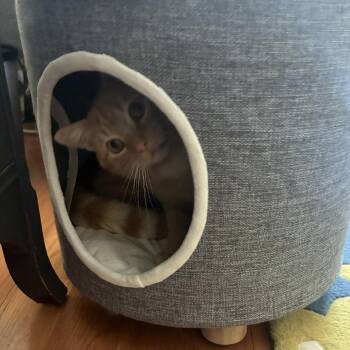 Sparrow -  Domestic Short Hair Cat for Adoption in Baltimore, Maryland - Sparrow | PetCurious