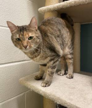 Stella -  Torbie Cat for Adoption in Kansas City, Missouri - Stella | PetCurious