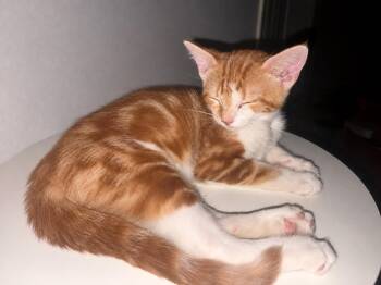 Queso -  Domestic Short Hair Cat for Adoption in Murfreesboro, Tennessee - Queso | PetCurious