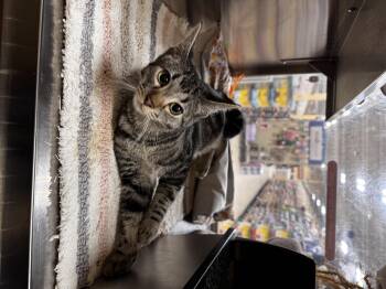 Rescue Tabby Cats for Adoption in Cleveland, Ohio - Prince Eric | PetCurious