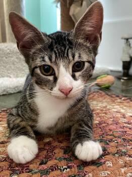 Shine -  Domestic Short Hair Cat for Adoption in Media, Pennsylvania - Shine | PetCurious