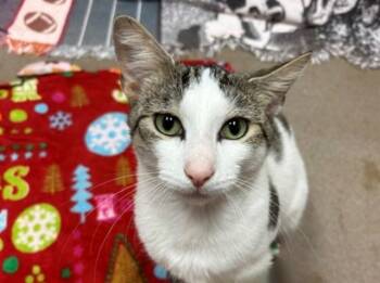 GOMER -  Domestic Short Hair Cat for Adoption in Fort Wayne, Indiana - GOMER | PetCurious