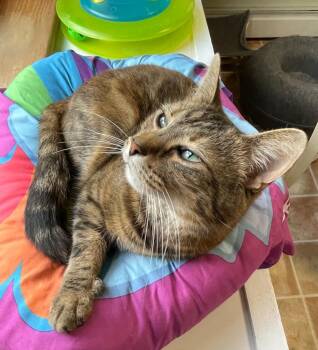 Ludmilla -  Domestic Short Hair Cat for Adoption in Westfield, New York - Ludmilla | PetCurious