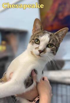 Chesapeake -  Domestic Short Hair Cat for Adoption in West Mifflin, Pennsylvania - Chesapeake | PetCurious