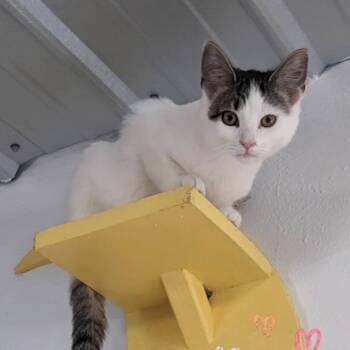 Rescue Domestic Short Hair Cats for Adoption in Etna, Pennsylvania - Phantom | PetCurious