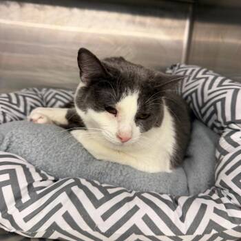 Miss Kitty -  Domestic Short Hair Cat for Adoption in Buffalo, New York - Miss Kitty | PetCurious