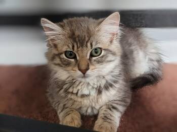 Ellie -  Domestic Short Hair Cat for Adoption in Syosset, New York - Ellie | PetCurious