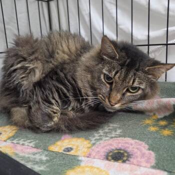 Sally -  Domestic Long Hair Cat for Adoption in Normal, Illinois - Sally | PetCurious