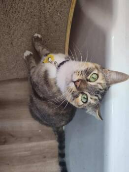 Rescue Domestic Short Hair Cats for Adoption in Portland, Oregon - Cookie Cutter Shark | PetCurious