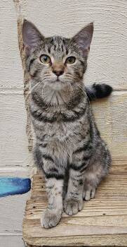260536  Share Bear -  Domestic Short Hair Cat for Adoption in Wetumpka, Alabama - 260536  Share Bear | PetCurious