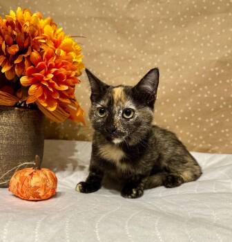 Razzle -  Domestic Short Hair Cat for Adoption in Groveland, Massachusetts - Razzle | PetCurious