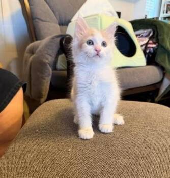 Malibu -  Tabby Cat for Adoption in Mesa, Arizona - Malibu | PetCurious