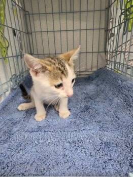 John -  Domestic Short Hair Cat for Adoption in Gainesville, Florida - John | PetCurious