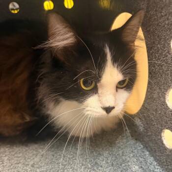 Nan -  Domestic Medium Hair Cat for Adoption in Birmingham, Alabama - Nan | PetCurious