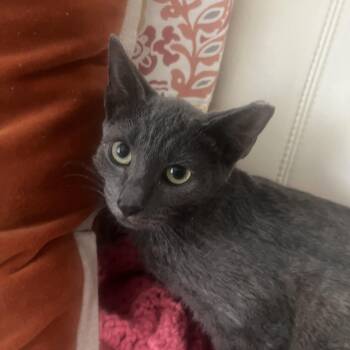 Little Rose -  Russian Blue Cat for Adoption in Parkland, Florida - Little Rose | PetCurious