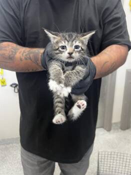 Domestic Short Hair Cats Available for Adoption in Pasadena, Texas - THUNDER | PetCurious