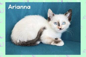 Siamese Cats Available for Adoption in Tustin, California - ARIANNA | PetCurious