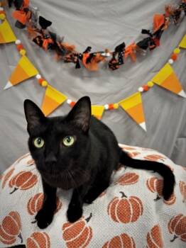 Rescue Domestic Short Hair Cats for Adoption in Cumming, Georgia - Berry 688-23 | PetCurious