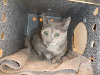 Domestic Short Hair Cats Available for Adoption in San Jose, California - LUNA | PetCurious