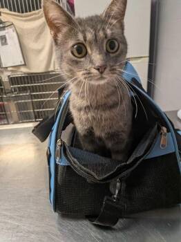 Faith -  Domestic Short Hair Cat for Adoption in Cincinnati, Ohio - Faith | PetCurious
