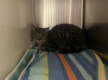 Domestic Short Hair Cats Available for Adoption in Colorado Springs, Colorado - SPARKLES II | PetCurious