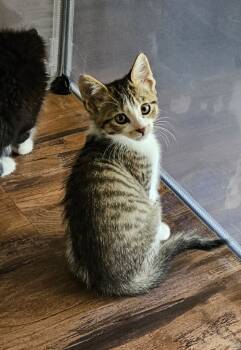 Rescue Domestic Short Hair Cats for Adoption in San Jacinto, California - Jellybean | PetCurious