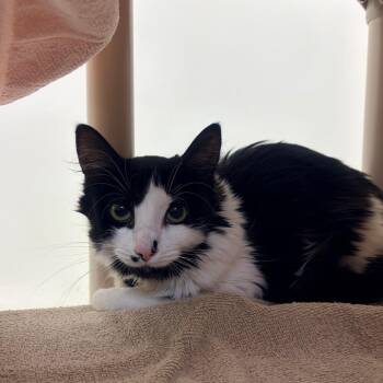Domestic Medium Hair Cats Available for Adoption in Harrisonburg, Virginia - Evita | PetCurious
