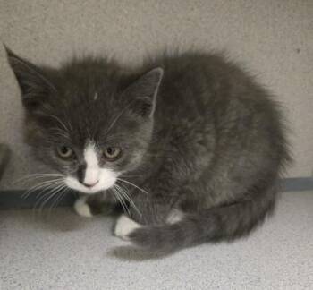 Domestic Short Hair Cats Available for Adoption - Smidgen - I Am At Petsmart Northborough | PetCurious
