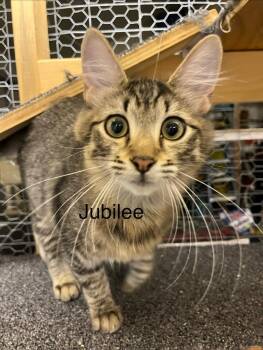 Jubilee -  Tabby Cat for Adoption in Burnaby, British Columbia - Jubilee | PetCurious