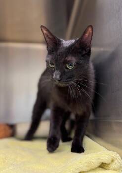 Target Tammy -  Domestic Short Hair Cat for Adoption in Disputanta, Virginia - Target Tammy | PetCurious